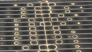 [고양이 눈]햇살이 빚은 금가락지