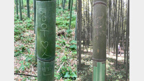 “형우♡수빈 누구야”…日교토 대나무숲, 낙서로 벌채 검토