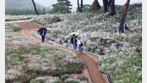 정읍시 26일까지 산내면서 구절초 꽃축제