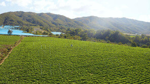 대통령도 언급한 양구 시래기 농가 소득 효자 역할 톡톡