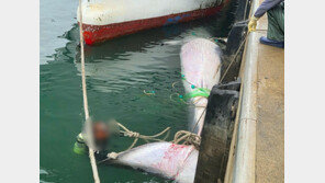 제주 해상서 어선 그물에 걸린 고래 사체…길이 10m 추정