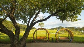 “경기도 곳곳 가을꽃 절정…코스모스·천일홍이 물들였다”