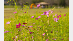 양주 천일홍 볼까, 여주 메밀꽃밭 갈까