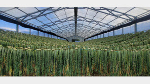 李대통령 극찬 양구 시래기, 올 844t 생산