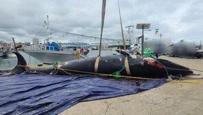 제주서 길이 10m 참고래 죽은채 그물에 걸려