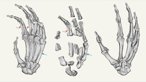 호모 사피엔스 ‘고대 친척’, 도구 직접 만들어 사용했다