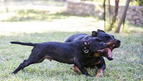 마당서 키우던 핏불테리어에 80대 할머니 물려 숨져