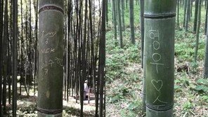 日 명소 대나무에 ‘한글 낙서’…“대나무 베어낼 수도”