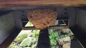 한라산 탐라계곡서 일하던 40대 말벌 쏘여…소방 응급조치