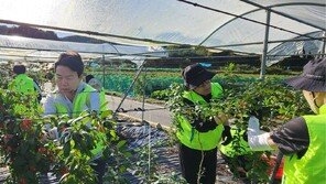 농협중앙회 조합구조개선부, 가평군서 농촌 일손 돕기 실시