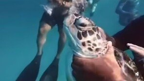 바다 거북 목 조르기…말레이시아서 ‘동물 학대 관광’ 논란 (영상)