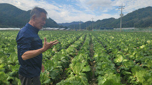“배추 10포기 중 8포기 ‘무름병’”…한숨만 가득한 가을 들녘
