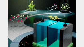 포도당으로 움직이는 무독성 흐름전지 개발