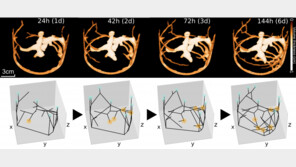 전염병 돌면… 개미떼, 집 크기 넓혀 ‘사회적 거리두기’ 한다