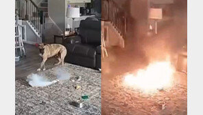 개가 배터리 물자 순식간에 ‘펑’…불꽃 튀며 화재 발생