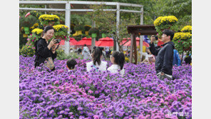 보랏빛 국화꽃 사이로… “꽃처럼 활짝 웃어봐”
