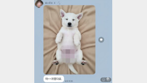 강아지 사진 올린 시의원에 “성희롱, 윤리위 제소”…무슨 일?