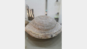 포항서 발견된 신생대 고래화석·결핵체 천연기념물 된다