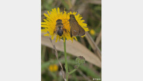 [고양이 눈]공생하는 삶