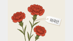 어버이날 카네이션 다 외국 품종이었네… 씨 마르는 ‘국산 종자’