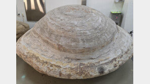 신생대 포항 고래화석-결핵체 천연기념물 지정 예고