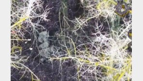 러 학생들, 북한군에 ‘감사합니다’ 종이등불배 띄워