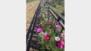 서울대공원 호숫가에 ‘가을 코스모스길’ 만발…11월 초까지 절정