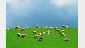 호주산 자연 양털로 만들어 ‘더’ 따뜻하고 포근한 이불