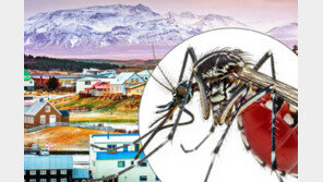 온난화에 ‘얼음의 땅’ 아이슬란드서 모기 첫 발견