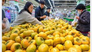 가을엔 ‘제철 단감’