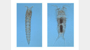 독도 바다에서 신종 요각류 세계 첫 발견…“어류의 주요 먹이”
