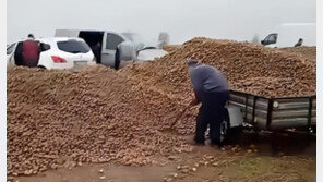 “감자 버렸대요, 무료 나눔”…가짜 영상에 150t 쓸어갔다