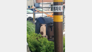 “수고했어요”[고양이 눈]