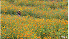 노란 코스모스 밭 사이로 퍼지는 가을 내음