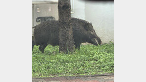 포항 아파트에 멧돼지 나타나…행방 묘연해 주민 불안