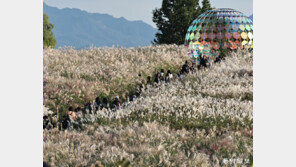 억새 물결, 가을 속으로