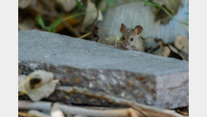 서울 곳곳 쥐 출몰 경보… ‘스마트 덫’ 놓아 잡는다