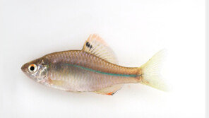 깨끗한 물에 사는 물고기, 청계천에서 ‘33종’ 발견