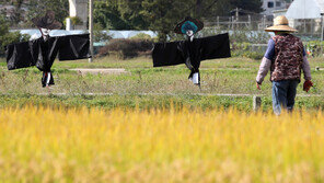 황금들판 지키는 ‘케데헌’ 허수아비