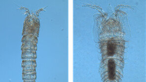 ‘해양 생태계 보고’ 독도 바다서 신종 요각류 2종 세계 첫 발견