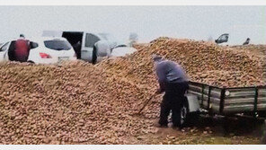 “150톤 감자 무료로 나눔합니다”…정작 당사자는 ‘엥?’