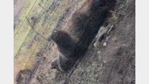 곰과 맞서 싸운 60대男 기적 생존…알고 보니 전직 권투선수