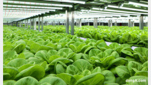 ‘AI와 농업’의 만남… 롯데이노베이트, 스마트팜 기술고도화 진전