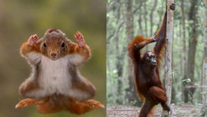 “섹시 오랑우탄, 제로투 다람쥐”…2025년 가장 웃긴 동물은?