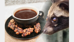 ‘고양이 똥’ 루왁 커피가 맛있는 이유? “장에서 자연 발효, 화학구조 달라져”