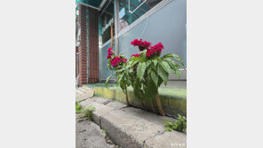 [고양이 눈]틈에서 키운 꿈