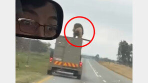 마취 풀린 사자, 트럭 천장 열고 도로로 탈출 ‘아찔’