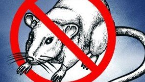 [횡설수설/장원재]다시 ‘쥐와의 전쟁’ 