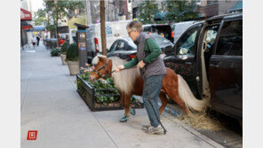 미니 말, 노인들에게 웃음 되찾아줘…“치매·우울증에 효과”