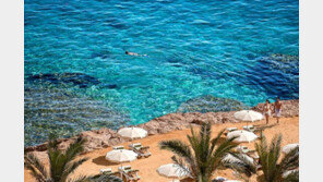 인간 공격한 적 없던 ‘흑상어’…첫 사망 사고 미스터리